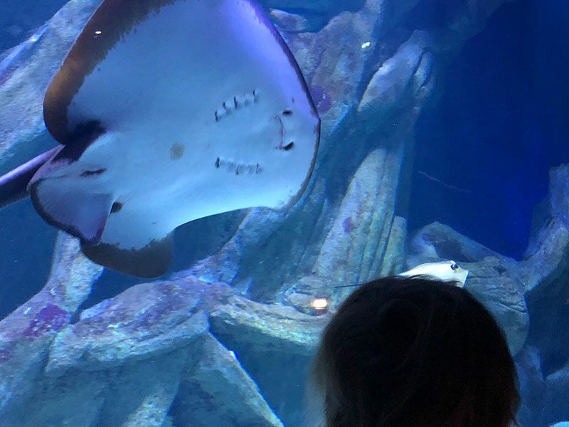 L’Aquarium de la Rochelle (à 1h20)